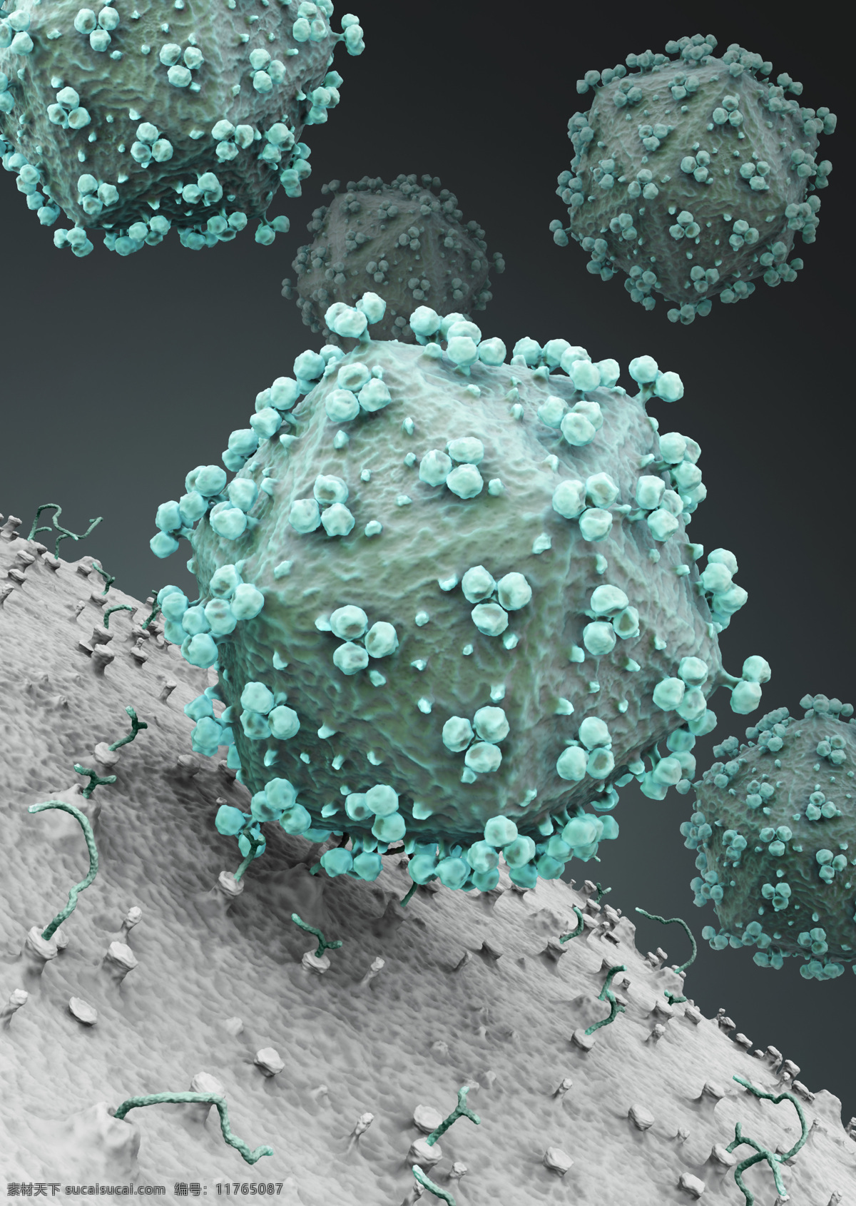 病毒细胞 生物细胞 细菌 病毒 生物研究 科学研究 其他类别 生活百科 灰色