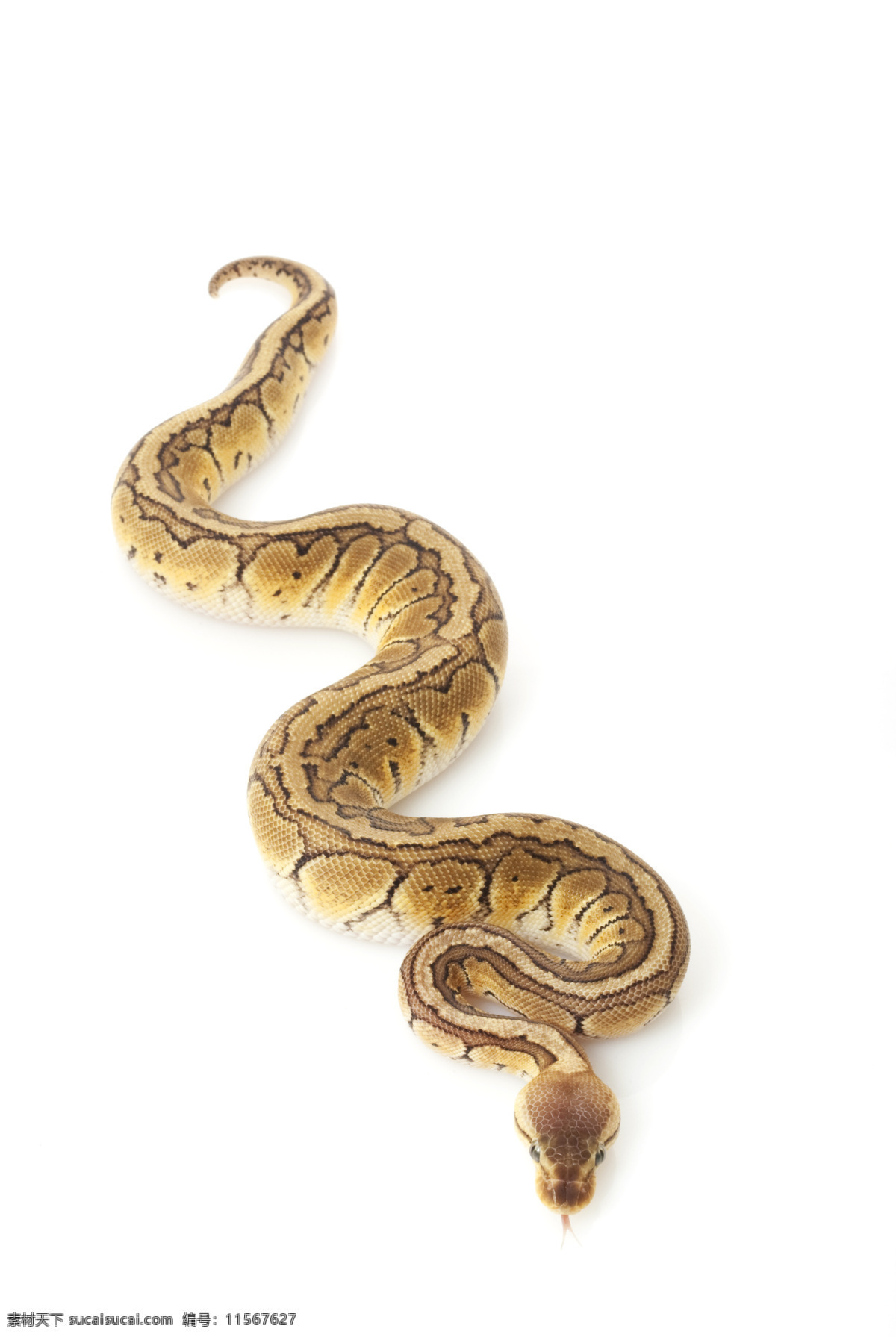蛇类 花蛇 爬行类 长蛇 蟒蛇 生物世界 野生 动物 野生动物