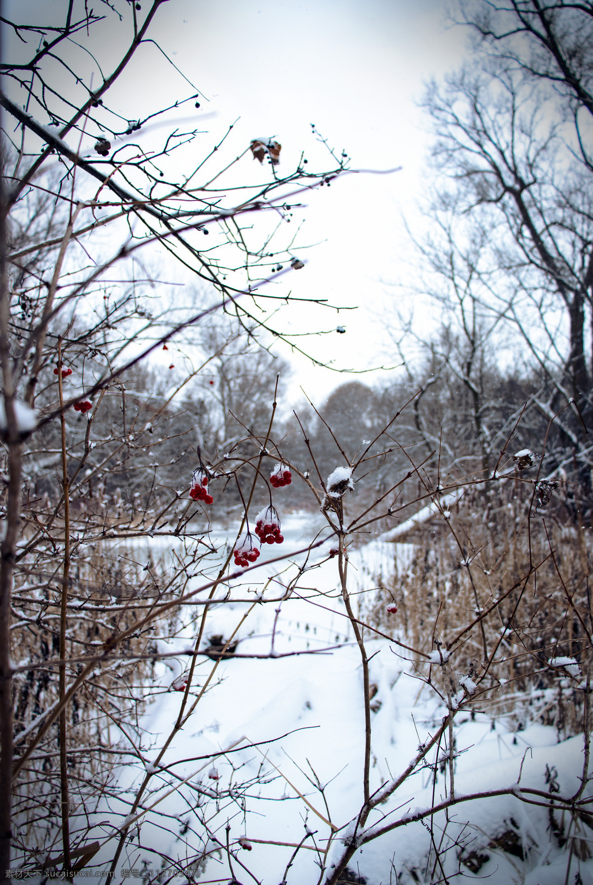 冬天 树枝 红色 果实 背景 自然景观 自然风光