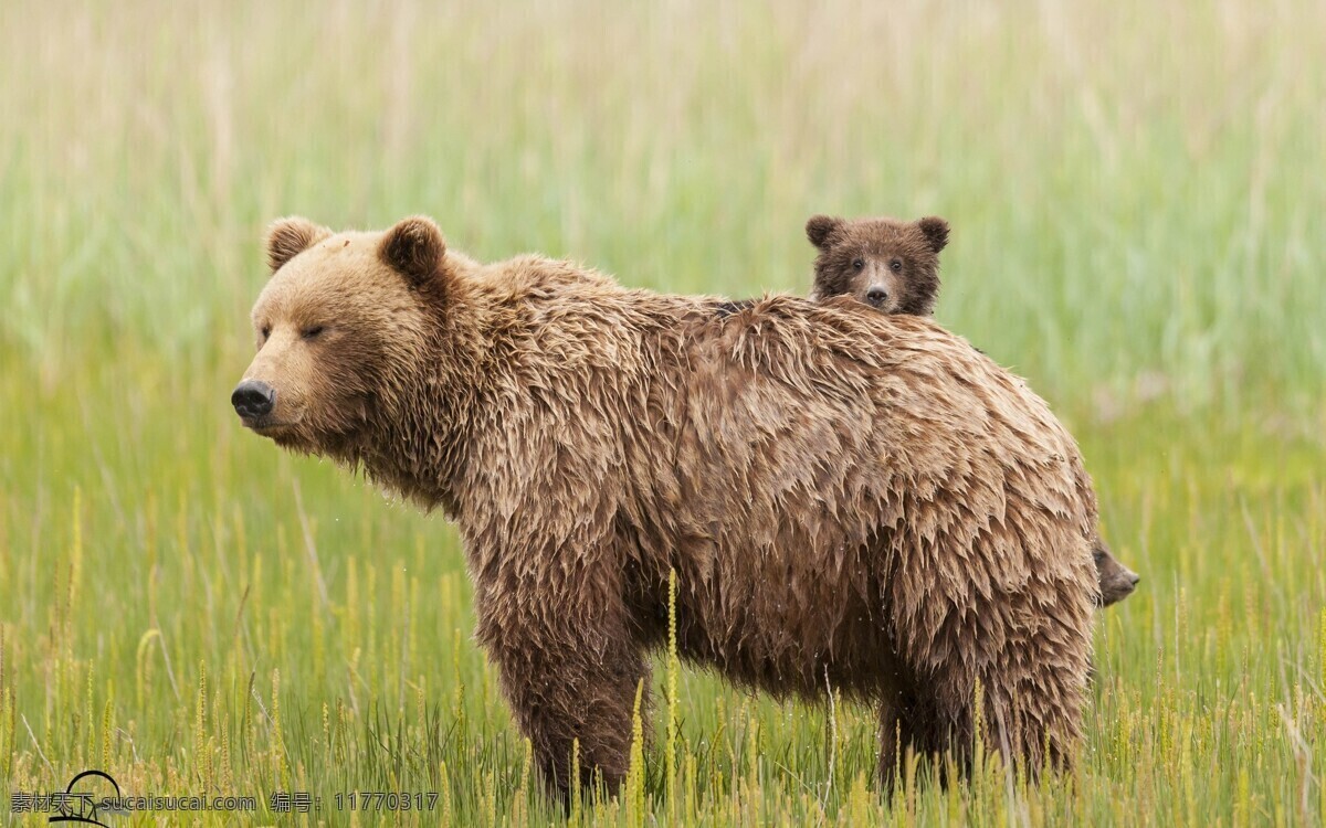 动物 深林 凶兽 野兽 野外 生存 野性 北极熊 白熊 黑熊 狗熊 大熊 生物世界 野生动物