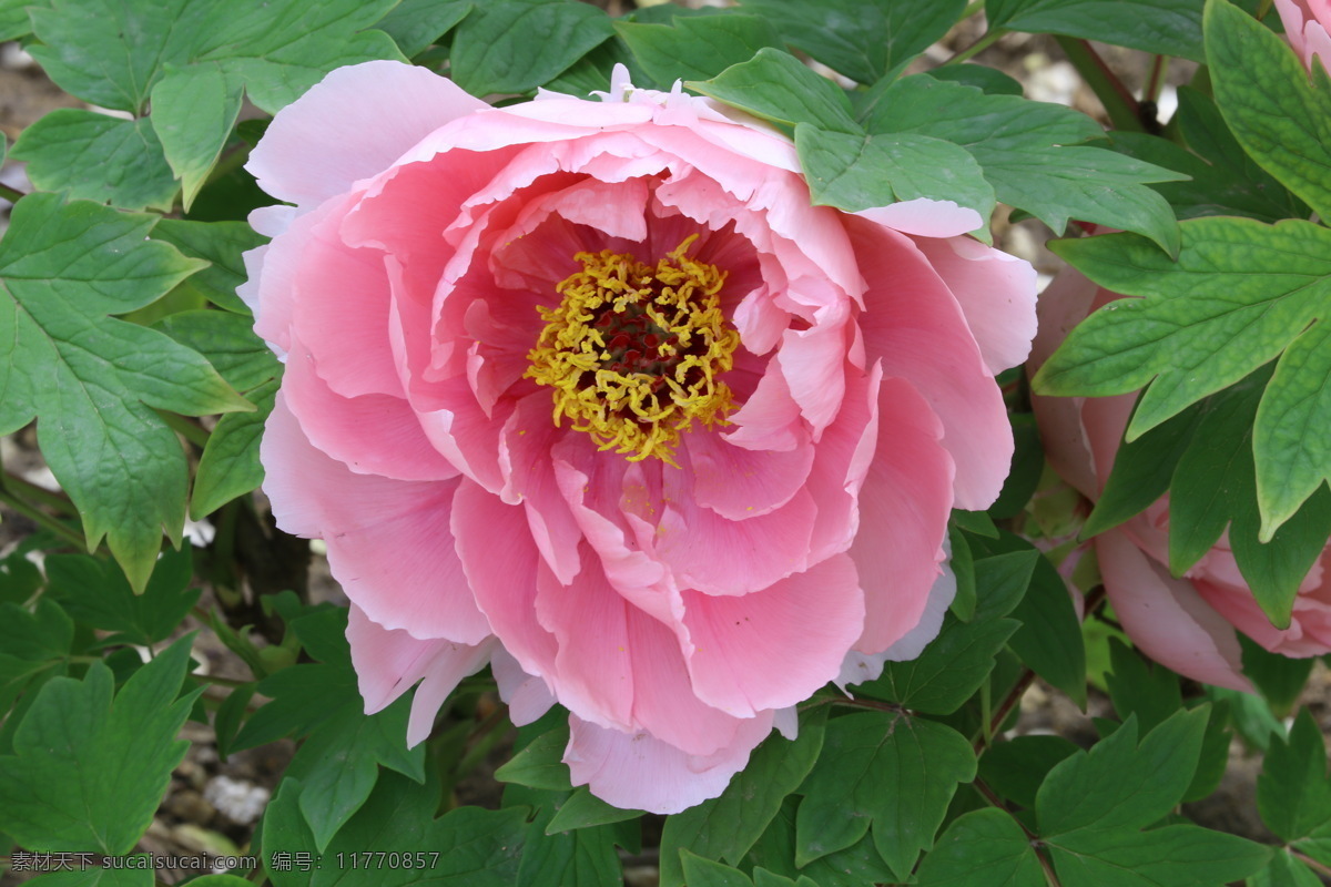 牡丹花 牡丹 观赏花卉 鼠姑 木芍药 百雨金 洛阳花 花朵 花瓣 花蕊 花卉 花儿 花草 植物 园林绿化 绿化景观 芍药牡丹 生物世界