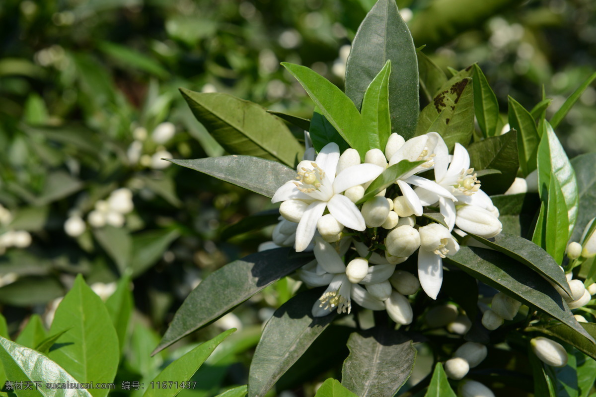 脐橙花开 春天 气息 开花 春暖 花开 生物世界 花草