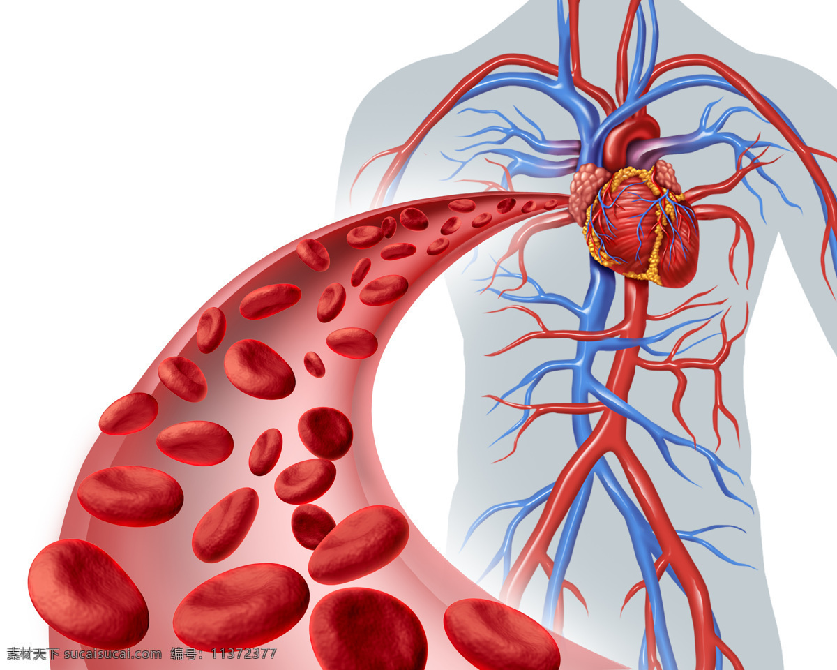 心脏血液循环 血红细胞 血管 3d 医学研究 血液 科学 显微状态 生活百科 医疗保健