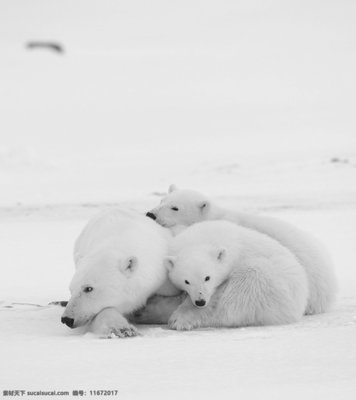 雪地 里 北极熊 熊 动物 野生动物 动物世界 陆地动物 动物摄影 生物世界