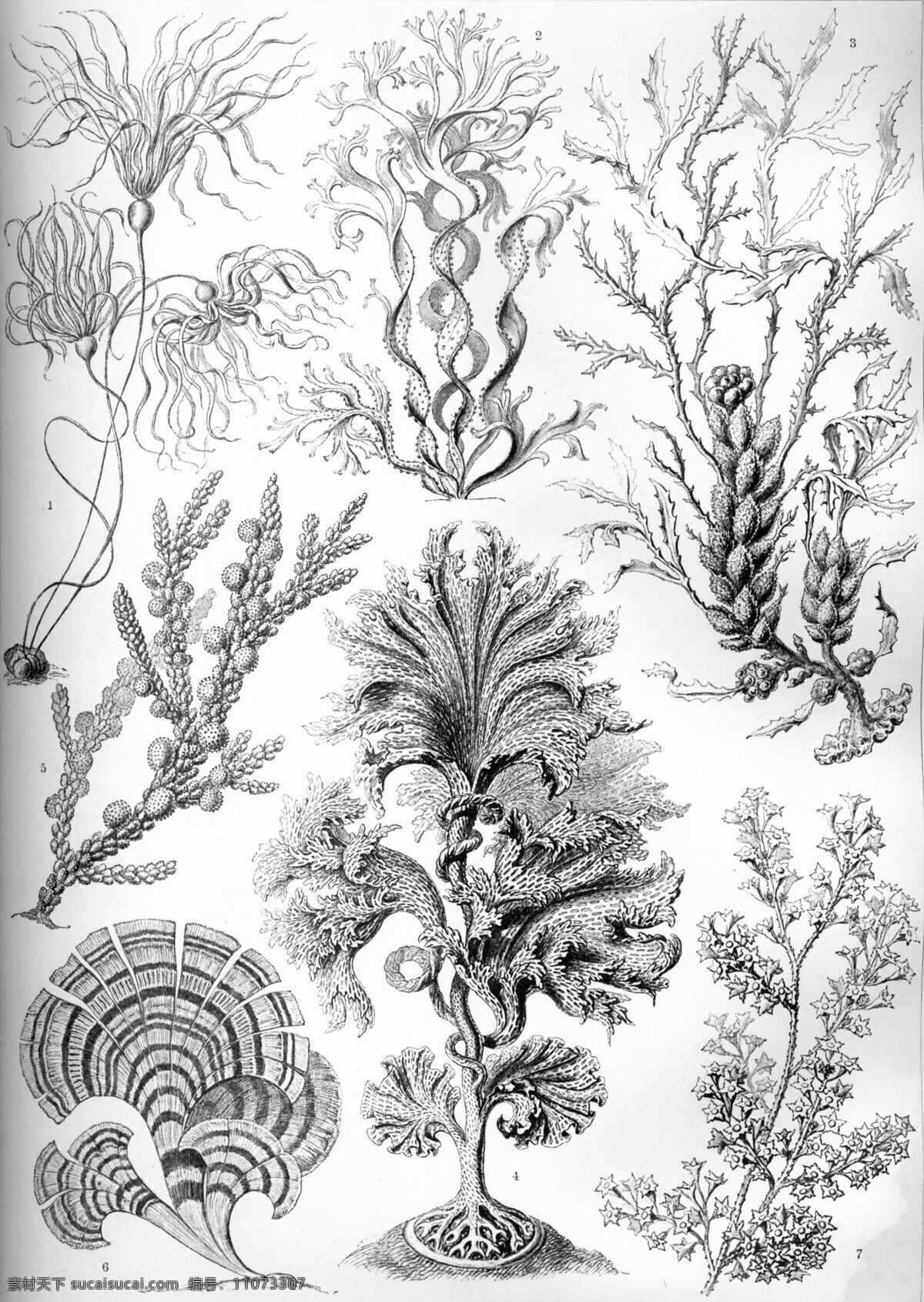 古生物 生物草图 平版印刷 恩斯特海克尔 生物 素描 绘画书法 文化艺术