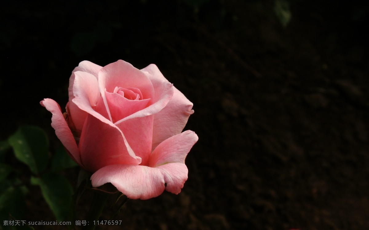 唯美 粉色 玫瑰花 高清 鲜花 花卉 花朵 花草 植物