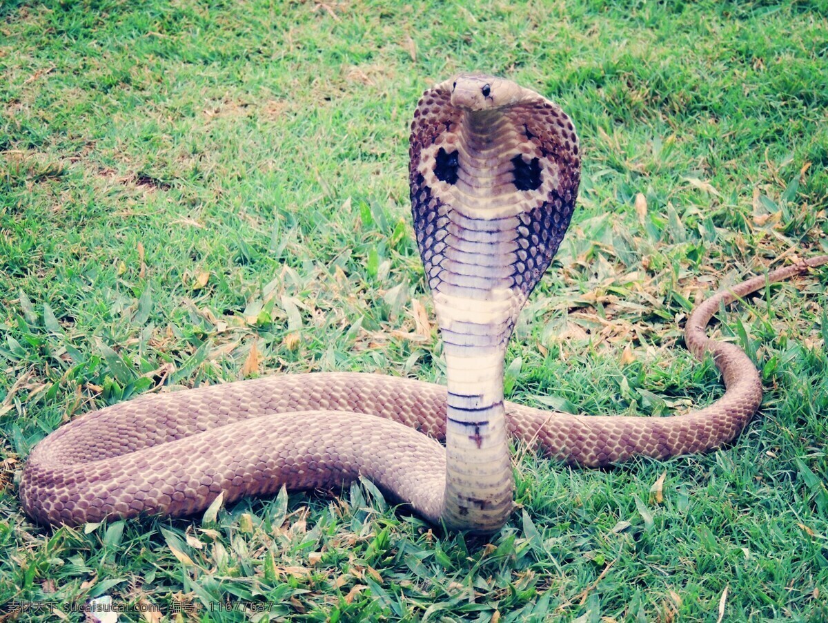 眼镜王蛇 眼镜蛇 蛇 爬行动物 动物 野生 野生动物 有毒 生物世界