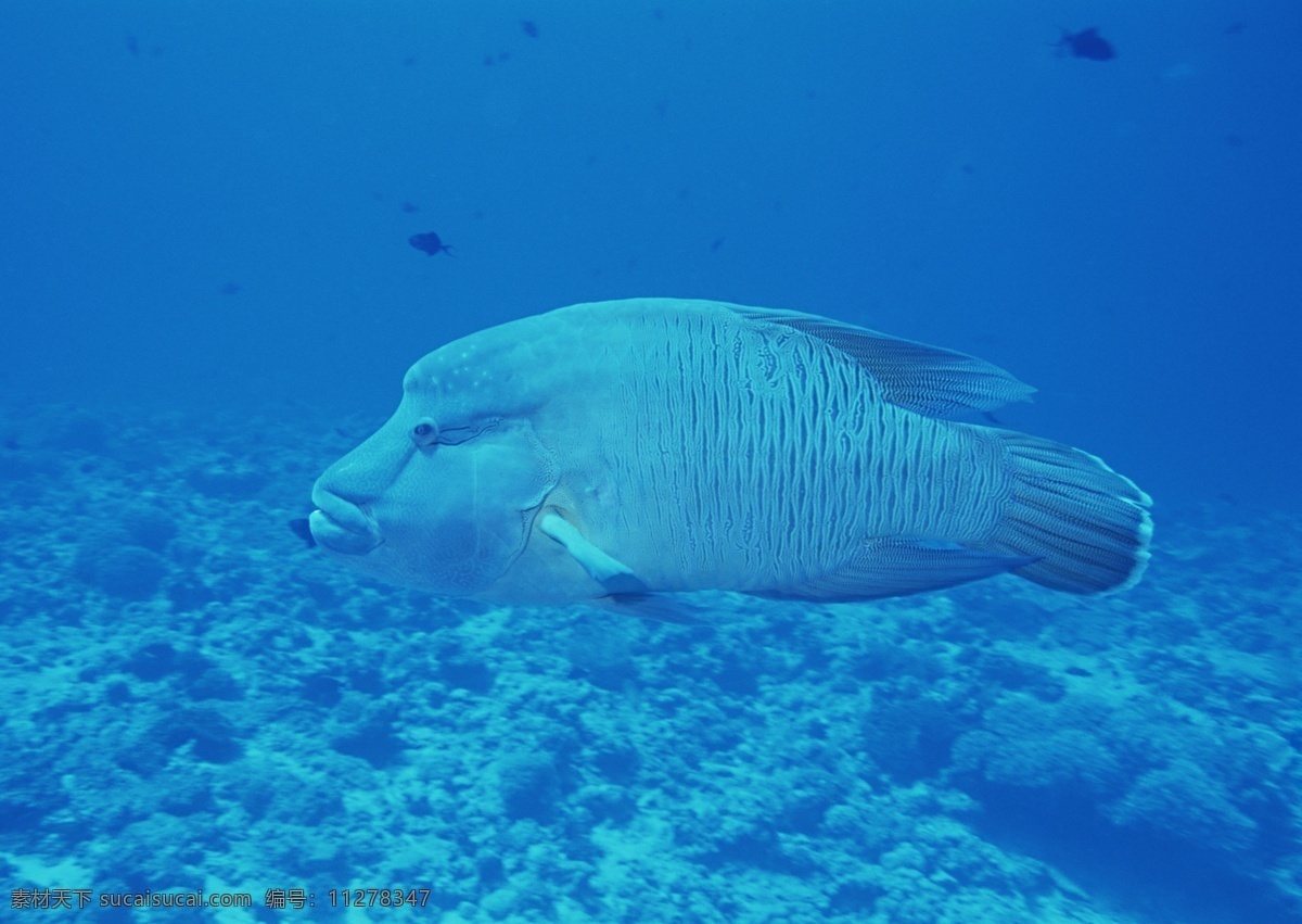 海洋生物 蓝色海洋 海底鱼类 海水 海底鱼群 珊瑚 海藻海草 海底摄影 海底世界 海底生物 海洋世界 海底奇观 图素动植物类 生物世界