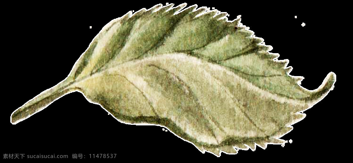 黑 花叶 透明 装饰 绿色 免扣素材 透明素材 植物 装饰图案