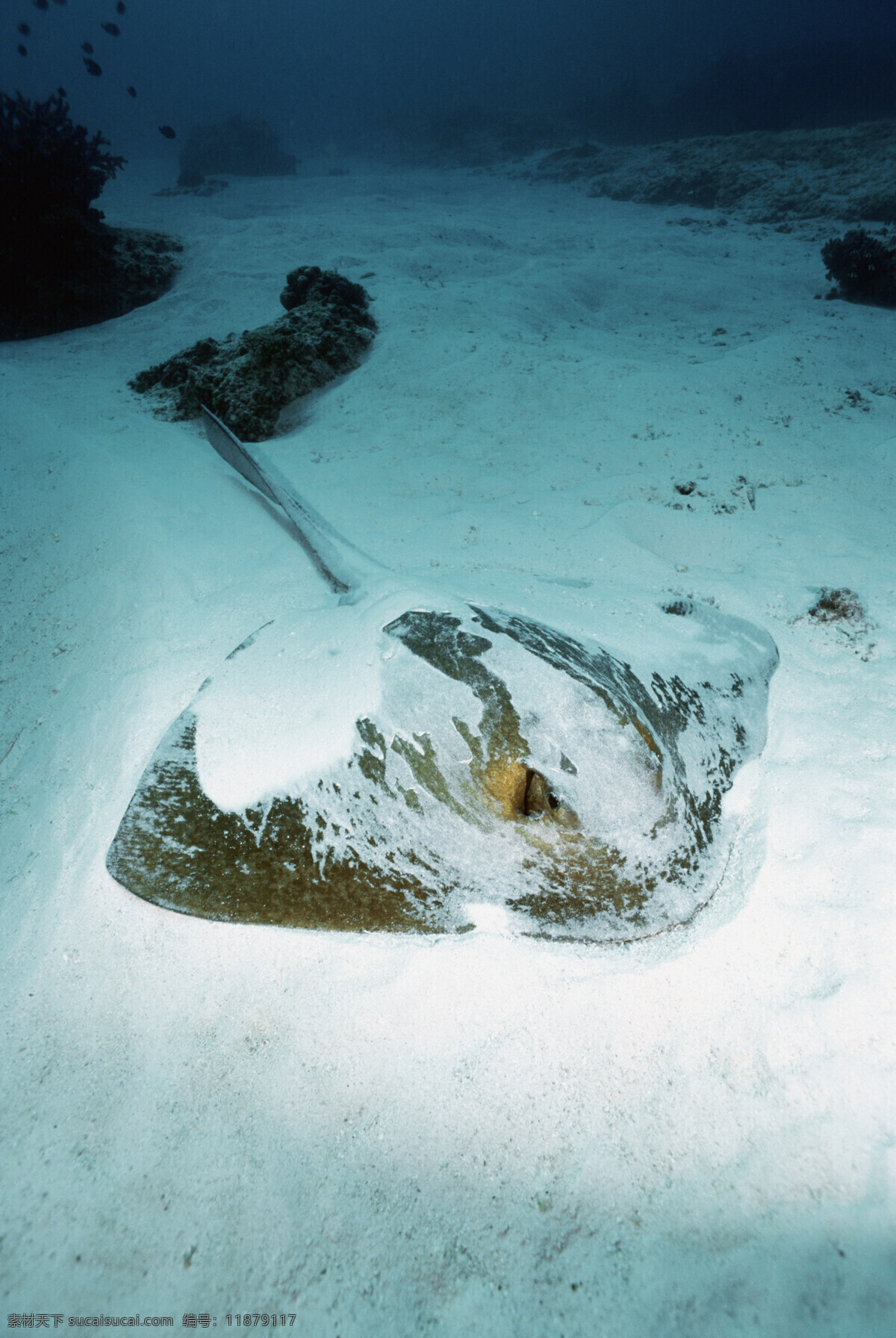 海洋生物 海底世界 海洋 海洋鱼类 礁石 生物世界 鱼 鱼类 洋生物 珊蝴礁石 珊蝴