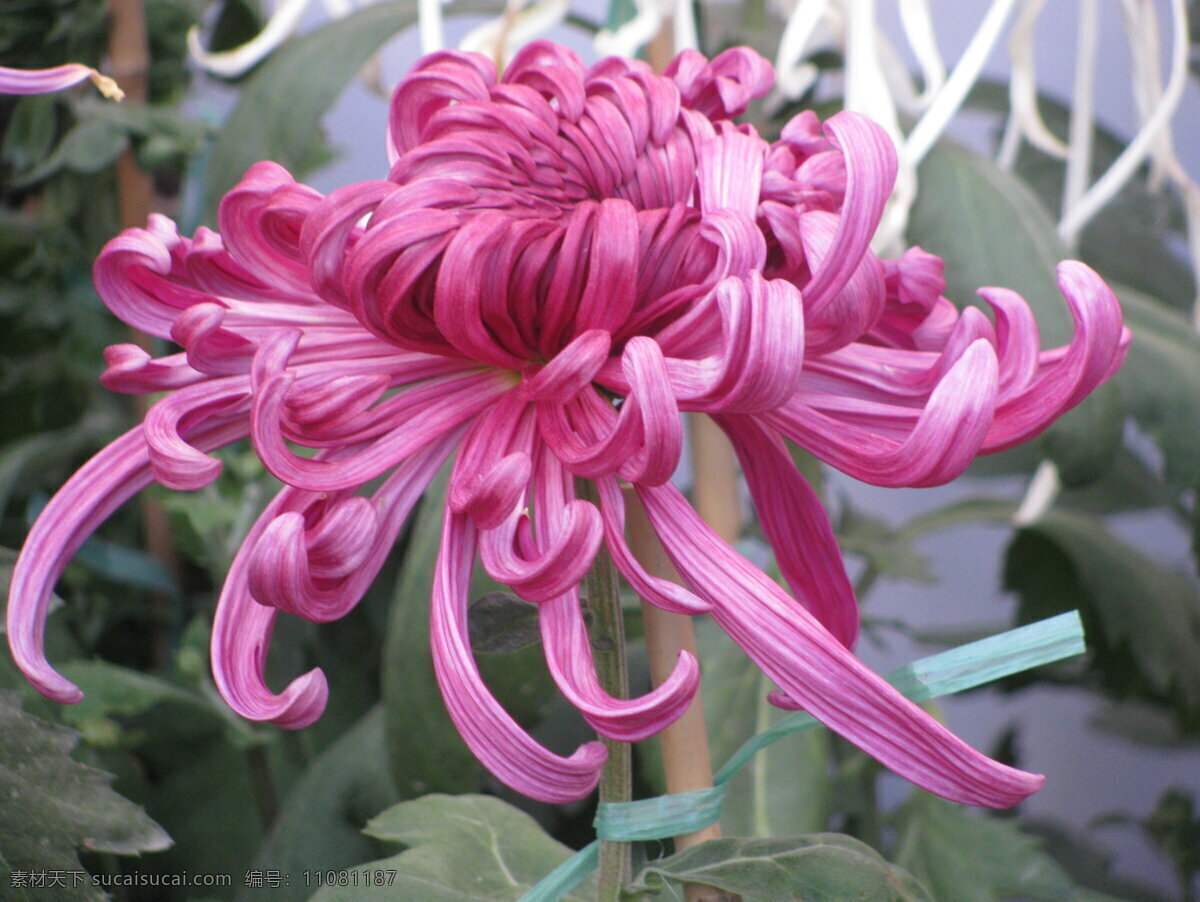 菊花 秋菊 园艺 花卉素材 寿客 金英 黄华 陶菊 花卉 花儿 花草 花朵 花瓣 花蕊 绿化景观 草本植物 生物世界