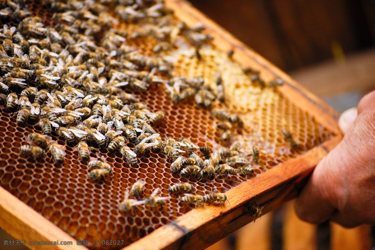 养蜂人 蜂窝 蜂巢 蜜蜂 蜂蜜 蜂胶 营养品 补品 昆虫世界 生物世界
