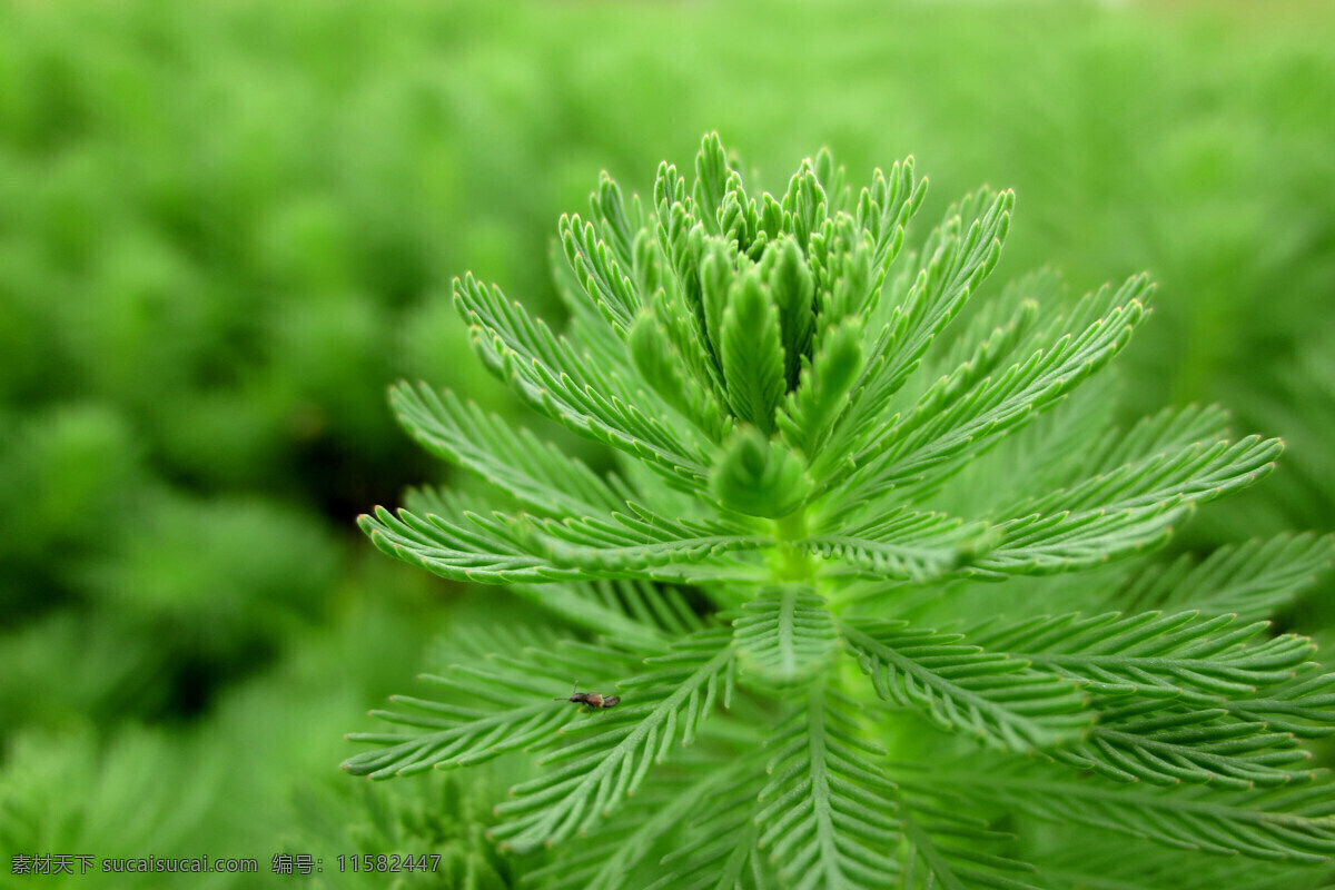 狐尾藻 草本 水生 微距 绿色背景 花卉摄影 生物世界 花草