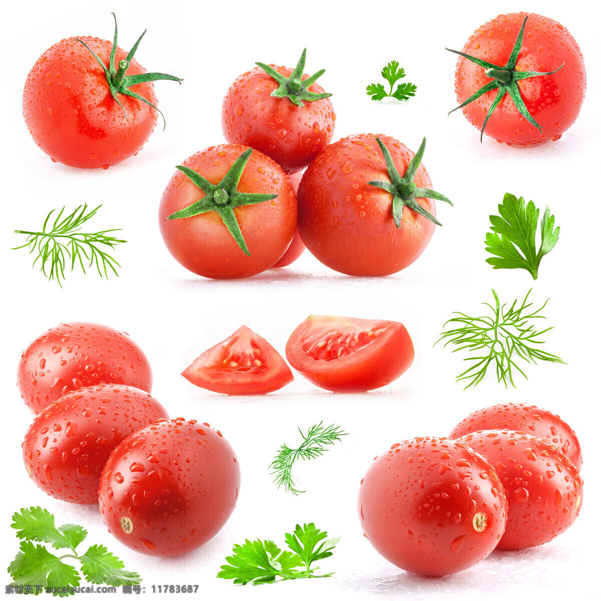 西红柿 茴香 叶 样式 大集 合 茴香叶 圣女果 番茄 高清图片 番茄高清图片 蔬菜 水果 白色