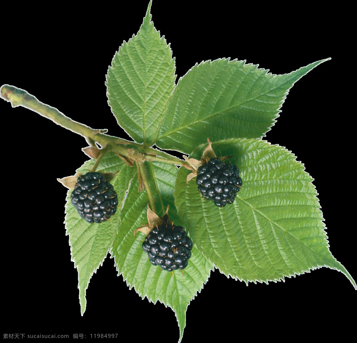 黑树莓 水果 野果 美味 酸甜 绿叶 免抠 实用性 强 生物世界