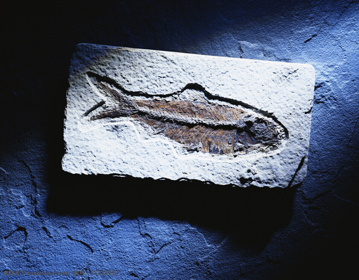 光线 海洋生物 化石 摄影图库 生物 生物世界 照片 生物标本 鱼类标本 海洋生物标本 特殊照片 古生物标本 化石标本