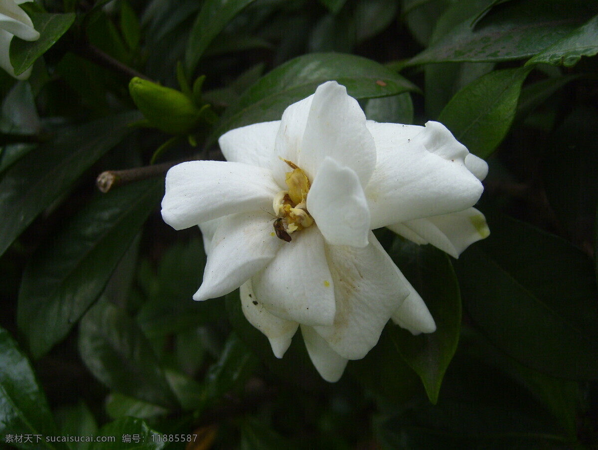 栀子花 昆虫 美丽的栀子花 俏皮的昆虫 生物世界