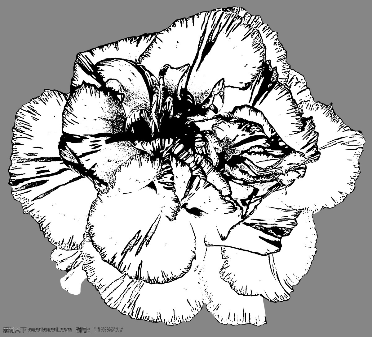 康乃馨 手绘 花朵 手绘花朵 母亲花 教师花朵 素描 黑白花朵 节日元素