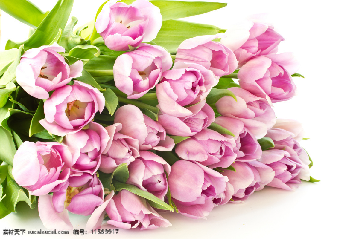 美丽 郁金香 美丽鲜花 花朵 花卉 温馨 浪漫 花草树木 生物世界