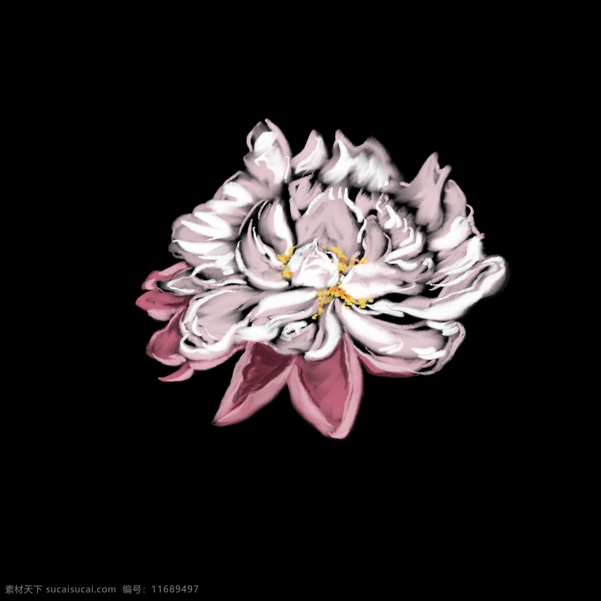 白色 牡丹 写实 花朵 绘画 牡丹花 插画 手绘 小清新 新鲜花朵 写实绘画 传统装饰 唯美意境 清新自然