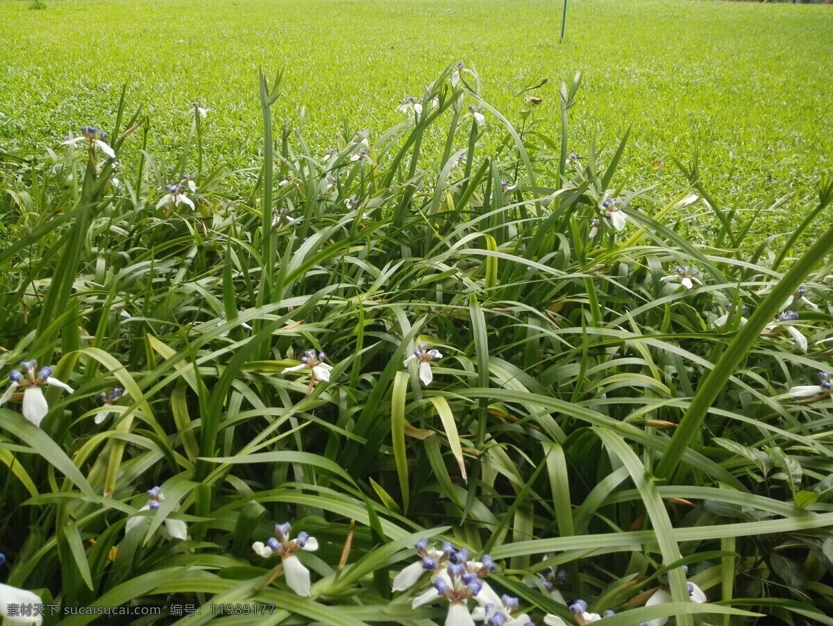 草坪 草地 绿色 野草 草 背景 植物 生物世界 花草