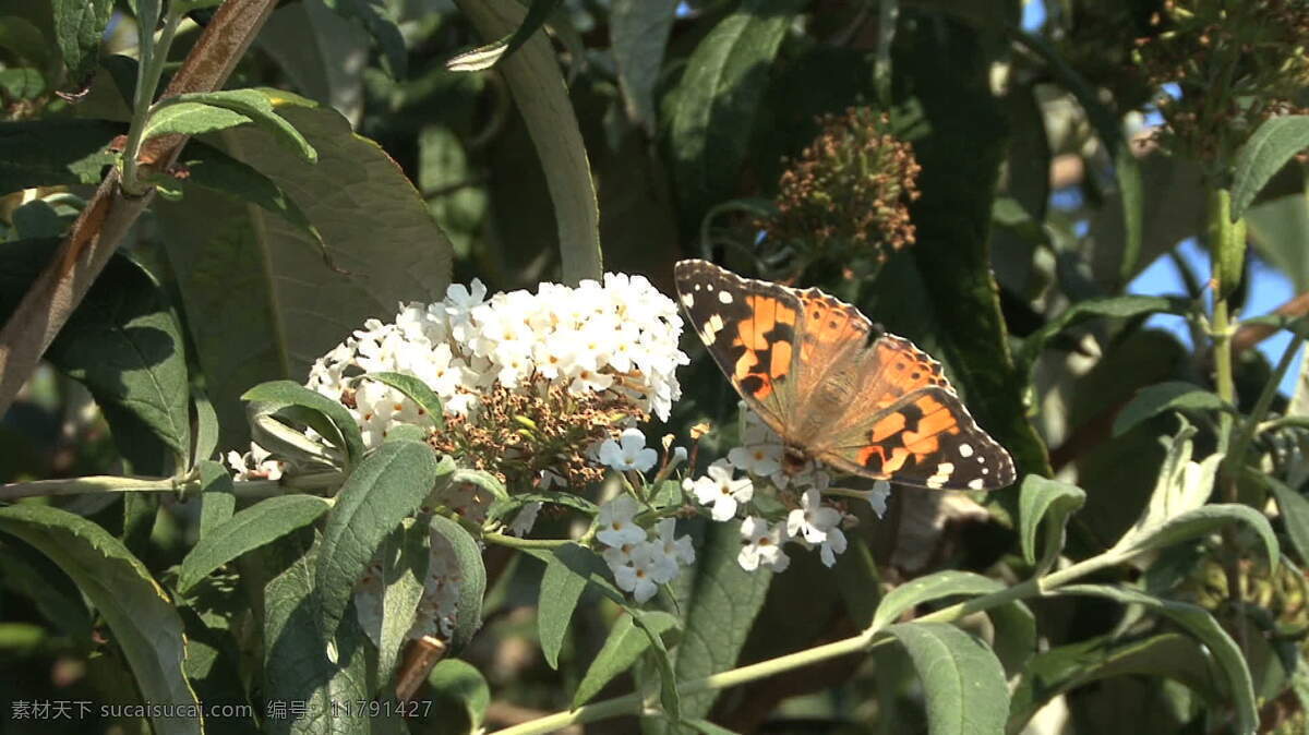 德国法 尔兹 蝴蝶 缩小 股票 视频 德国 花卉 葡萄园 普法尔茨州 君主