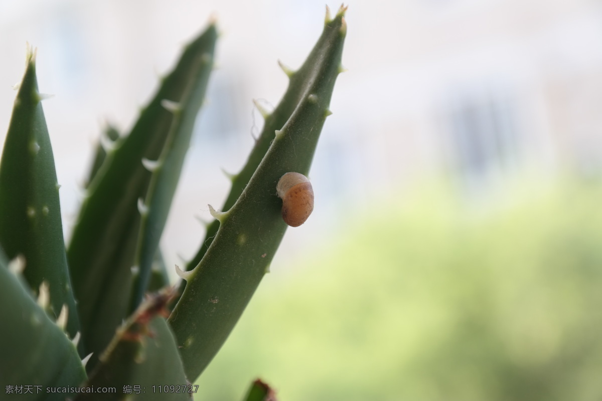 芦荟 花草 昆虫 清新 生物世界 微距 蜗牛 自然 植物