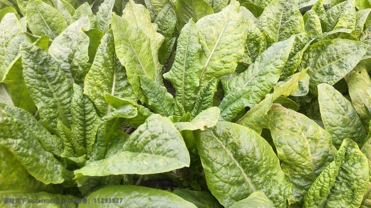 莴笋 菜园 绿色 壁纸 田园风 植物 植被 田园风光 自然景观