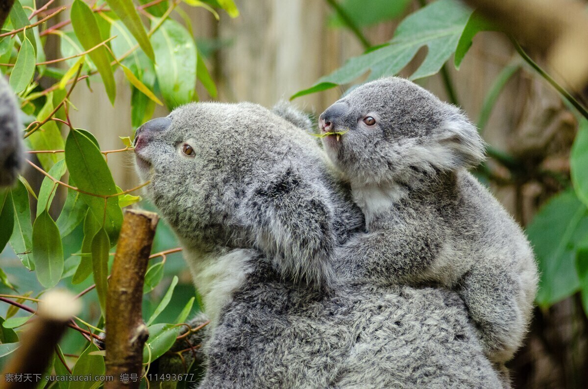 树袋熊 考拉 国宝 树栖动物 澳大利亚 野生动物 动物 保护动物 飞鸟 昆虫 禽类 生物世界