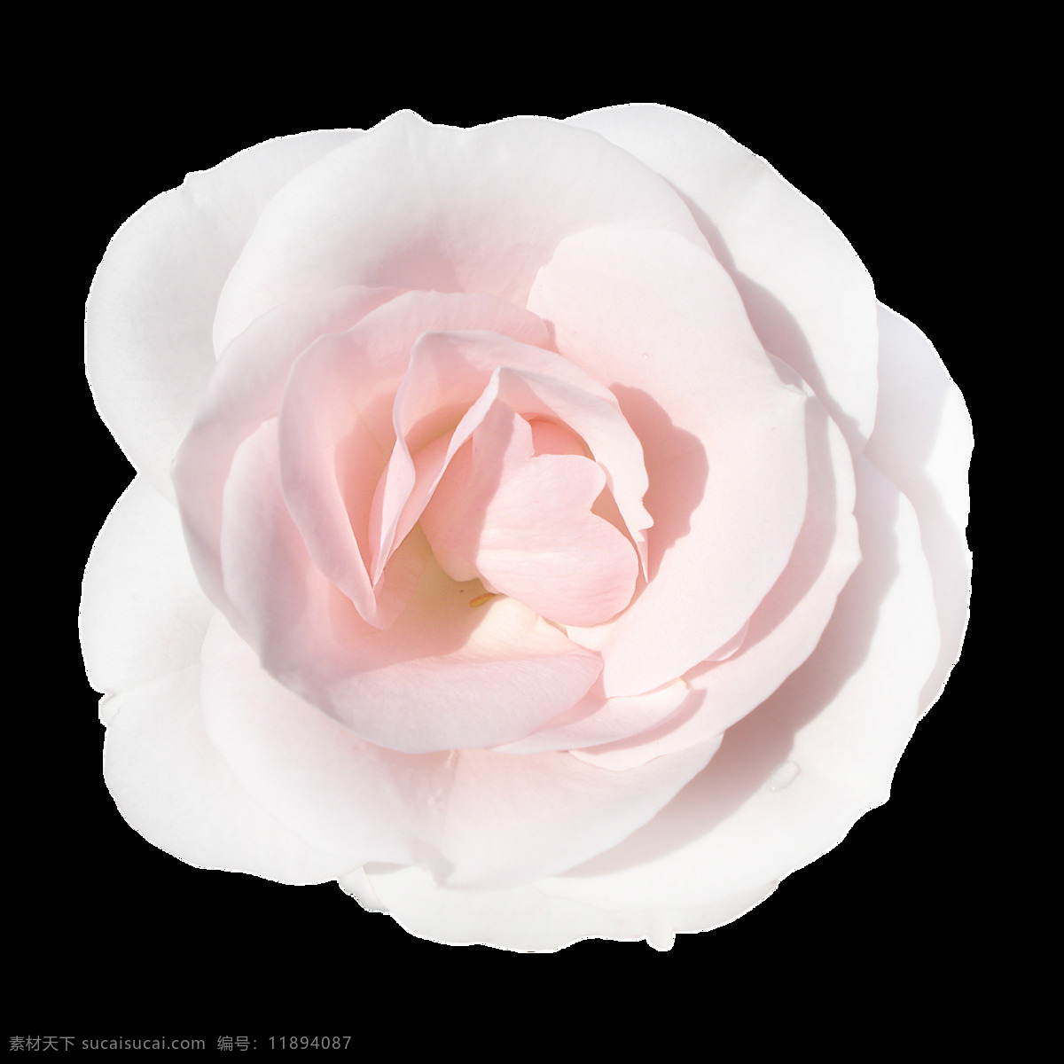 粉色 玫瑰 花朵 元素 玫瑰花