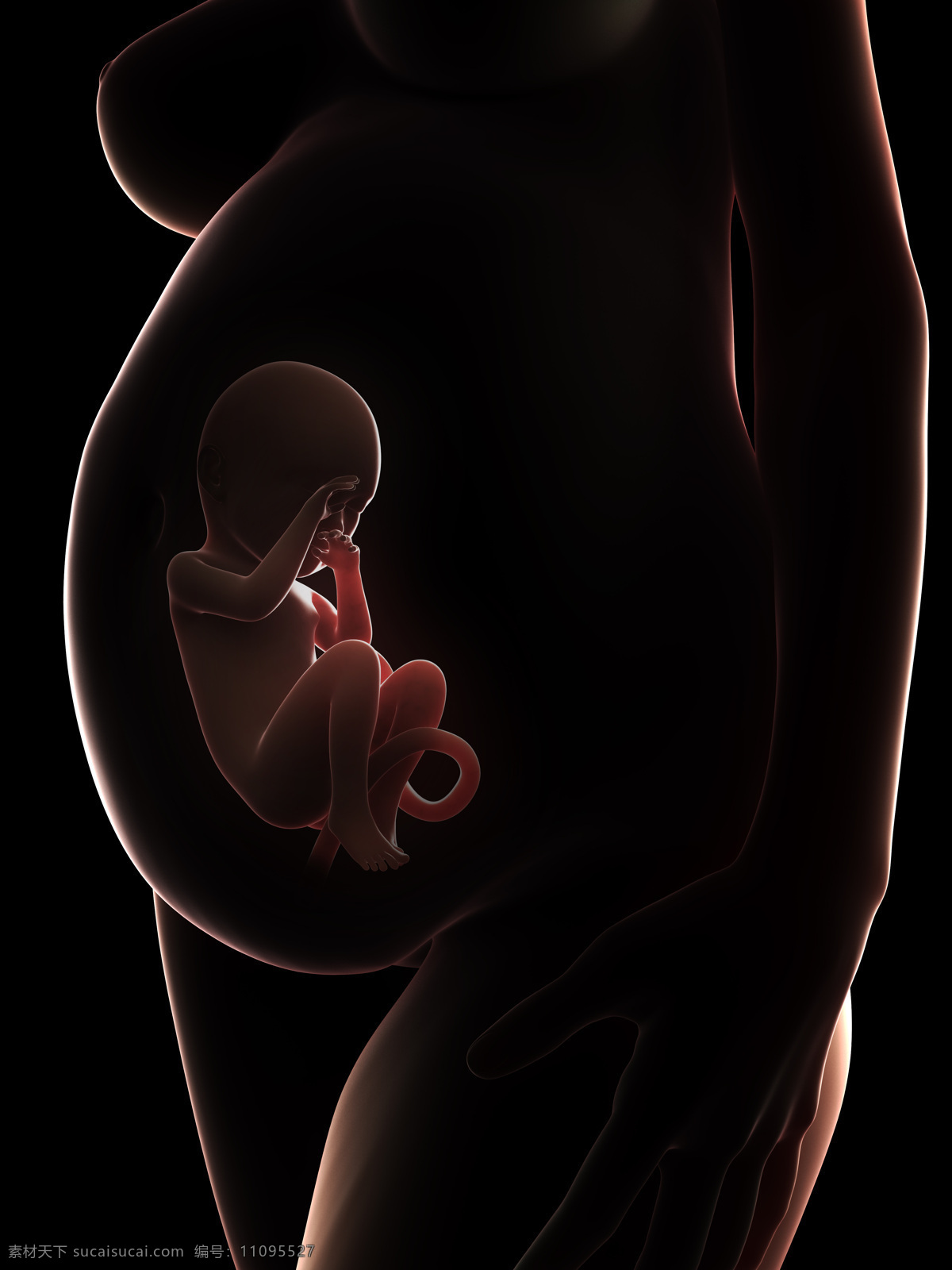 肚子 中 成形 胎儿 孕妇 婴儿 发育 孕育 胚胎发育 儿童图片 人物图片