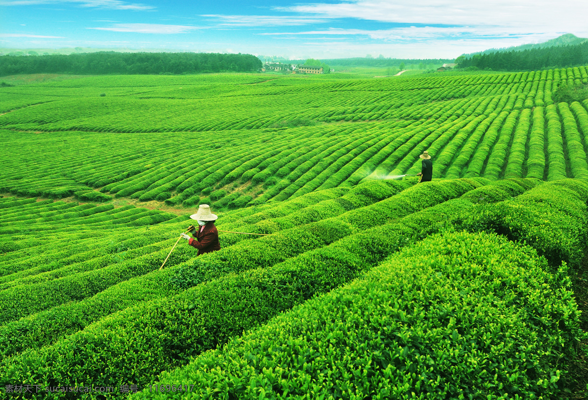 茶园 茶田 茶山 茶庄 喷洒农药 茶 自然风景 自然景观 田园风光