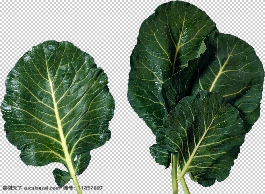 小白菜 菜叶 绿叶菜 菜 油菜 生菜 小油菜 png图 透明图 免扣图 透明背景 透明底 抠图 生物世界 蔬菜