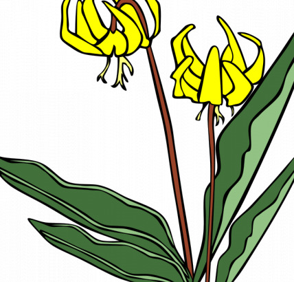 erythronium 桔梗 向量 夹 艺术 剪贴画 颜色 花 绿色 自然 轮廓 植物 野生 黄色 svg