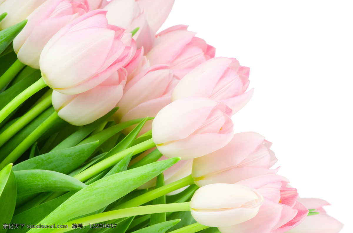 粉色郁金香 粉色 郁金香 郁金香花 粉色花朵 植物图片 植物 摄影图片 植物照片 花草树木 生物世界 白色