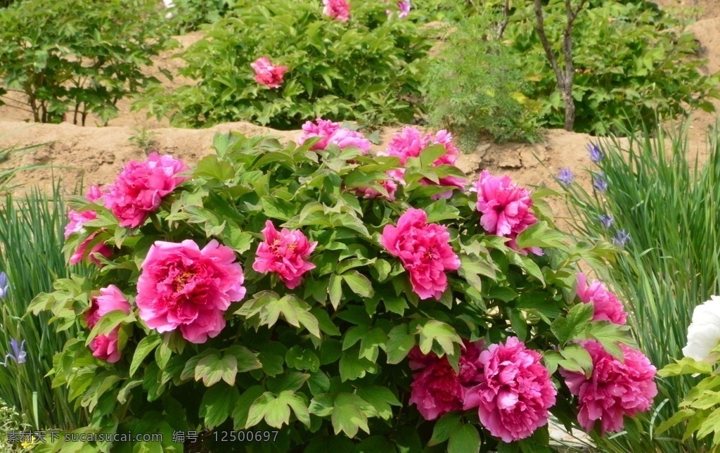 牡丹花 牡丹 观赏花卉 鼠姑 木芍药 百雨金 洛阳花 花朵 花瓣 花蕊 花卉 花儿 花草 植物 园林绿化 绿化景观 芍药牡丹 生物世界