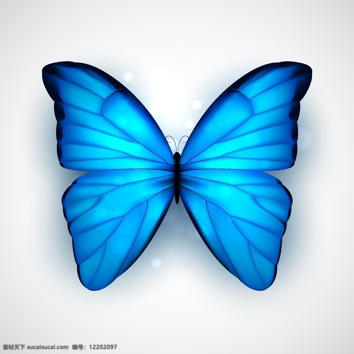 蓝色蝴蝶矢量 自然 蝴蝶 蓝色 昆虫 矢量图 ai格式 白色