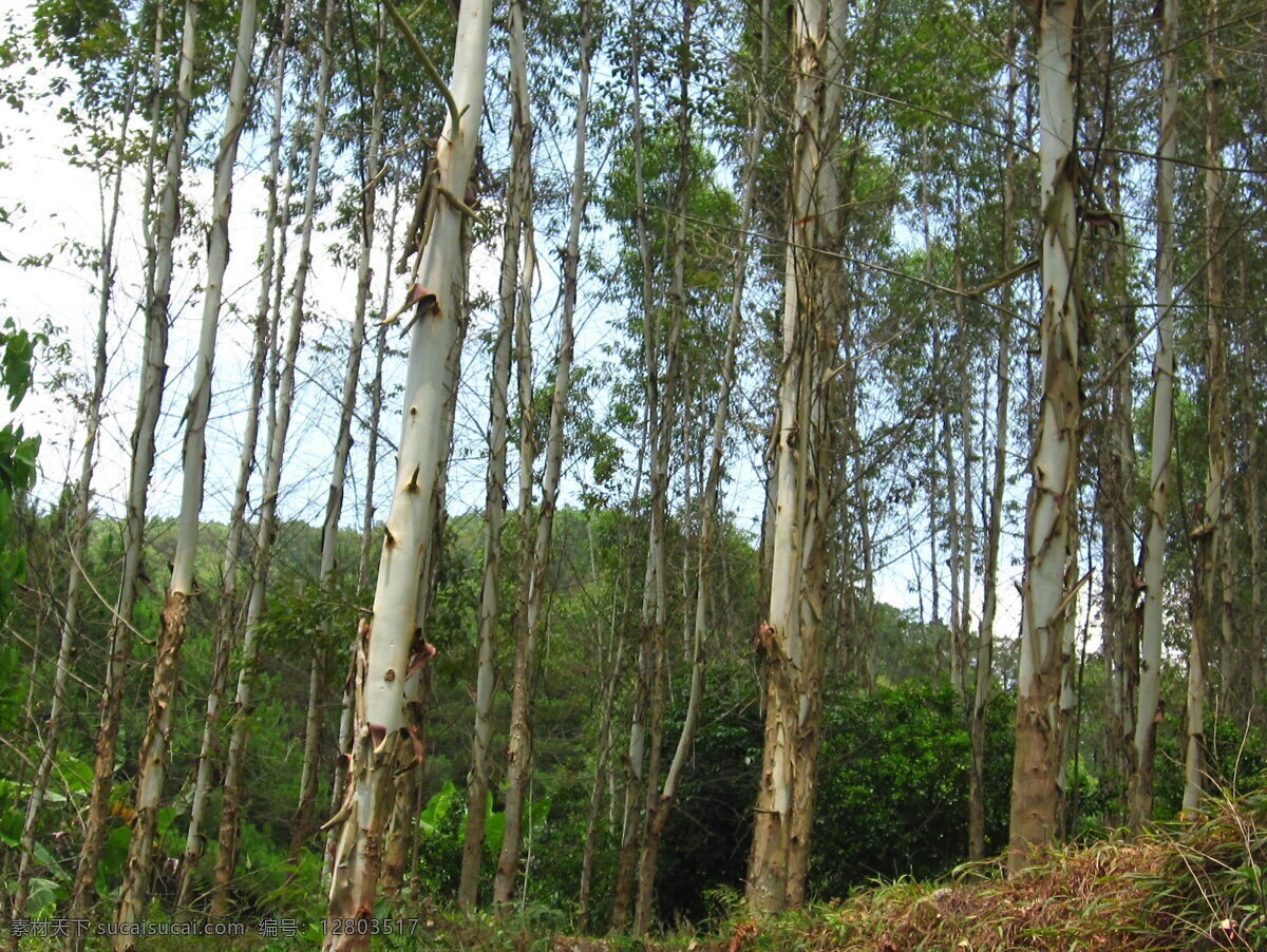 桉树 桉树林 树林 植物 树木 树木树叶 生物世界