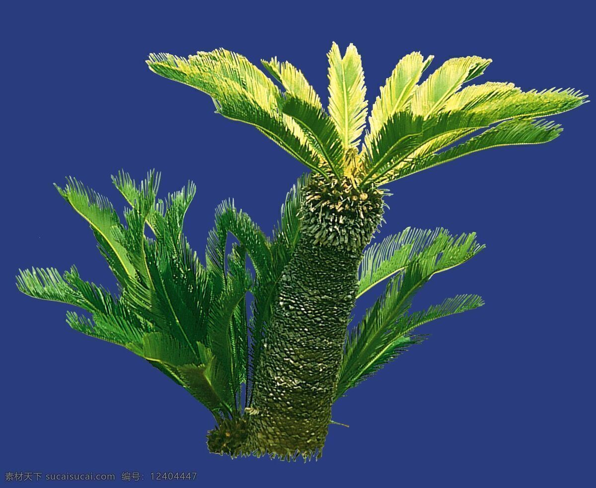 灌木 植物 贴图素材 建筑装饰 设计素材 蓝色