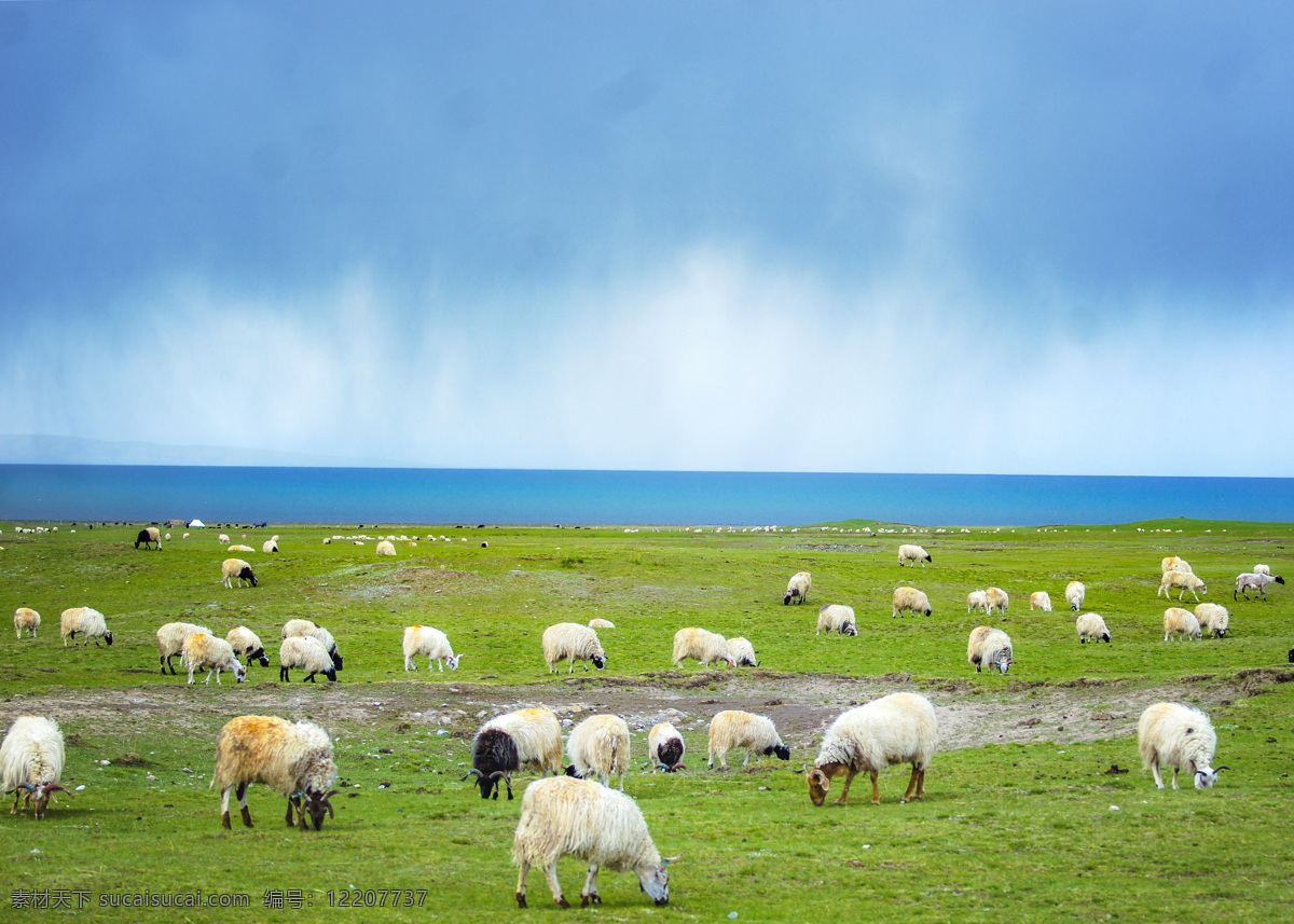 青藏藏羊 青藏 藏羊 青海湖 大自然 羊 自然景观 自然风景