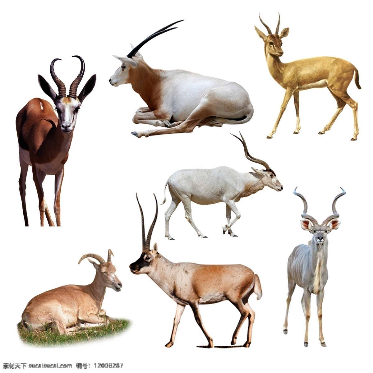 动物 羚羊素材 动物素材