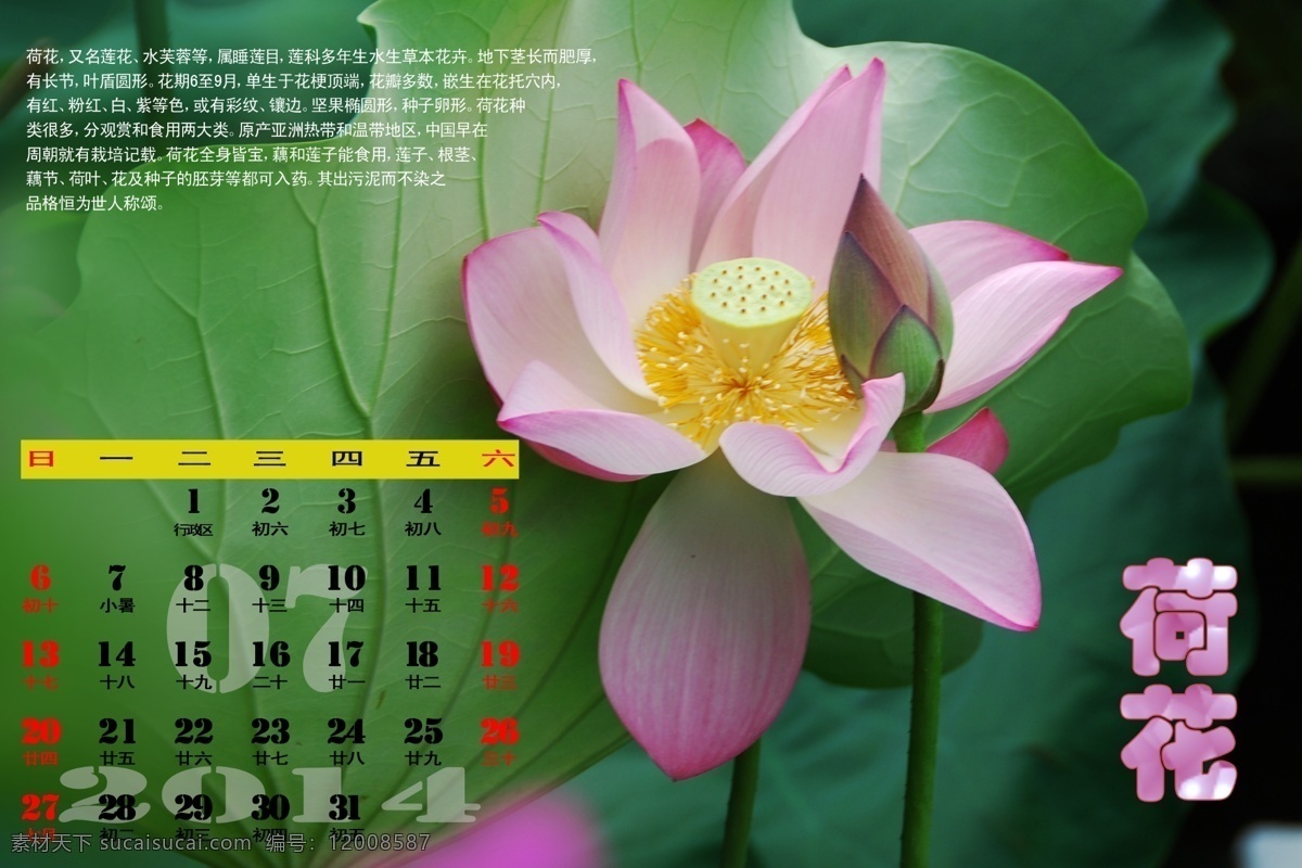 2014 电子台历 广告设计模板 荷花 花卉 其他模版 源文件 植物 电子 台历 月 模板下载 节日素材 2015羊年