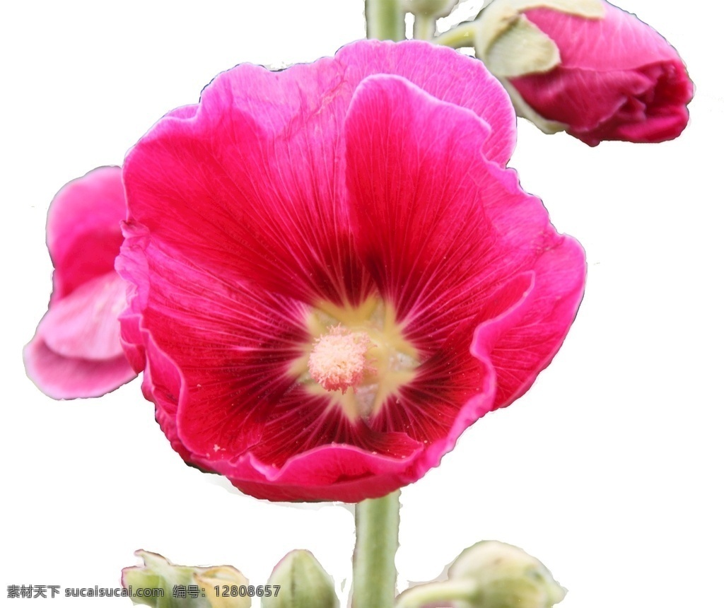 花 蜀葵 红蜀葵花 红蜀葵 花卉摄影