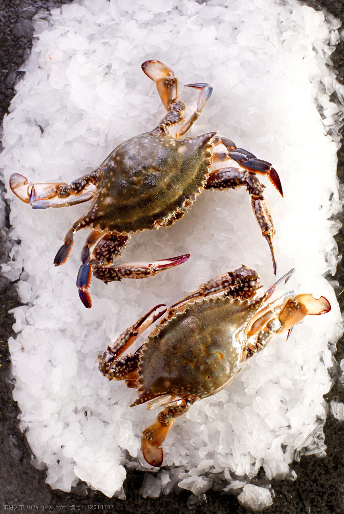 母冬蟹 brachyura 称螃蟹 冬蟹 海鲜 营养 滋补 珍羞美味 传统美食 餐饮美食