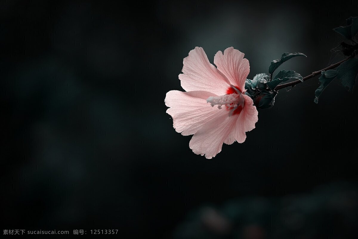 粉色 木槿花 高清 粉色木槿 粉色花朵 鲜花 花朵