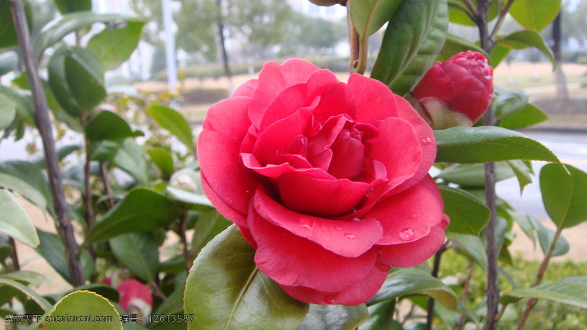 山茶花 春天 红色 花草 花朵 绿叶 生物世界 psd源文件