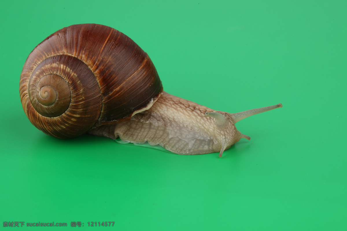 蜗牛 动物 爬行 无脊椎动物 花纹 触角 贝壳 昆虫世界 生物世界 绿色