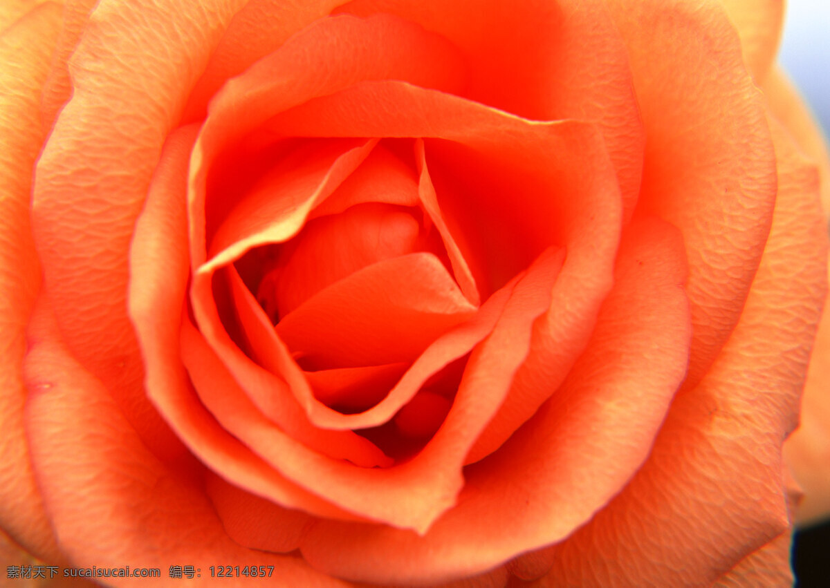 花卉 特写 橙色 红色 花朵 玫瑰 鲜花