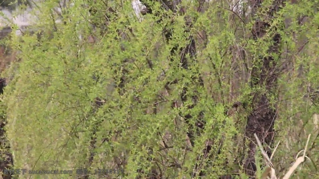 柳树 长 芽 视频 高清视频素材 视频素材 动态视频素材 春天 季节