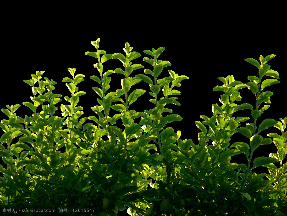 png元素 绿叶 免抠元素 透明素材 叶子 植物 绿色 元素